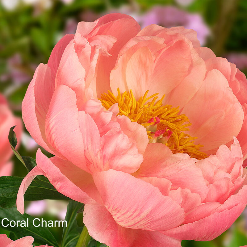 Herbaceous Peony  Coral Charm