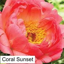Herbaceous Peony  Coral Sunset