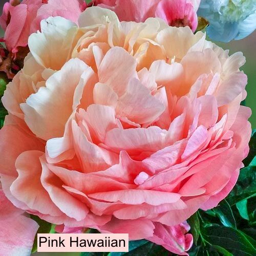 Herbaceous Peony  Pink Hawaiian