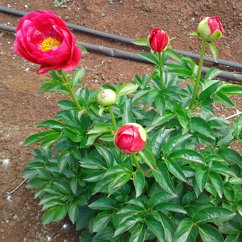 Herbaceous Peony  Rosedale