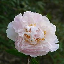 Herbaceous Peony - 