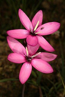 Hesperantha pauciflora