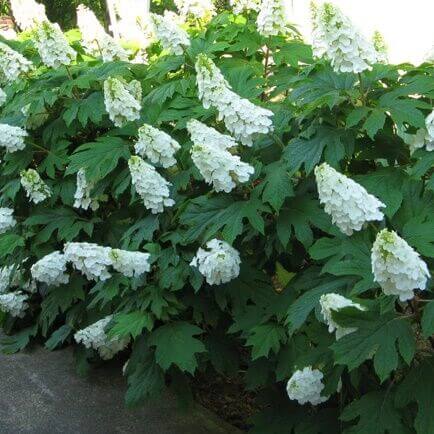 Image of Alice white hydrangea