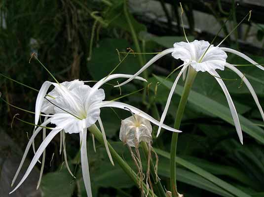 Hymenocallis - Sacred Lily of the Incas