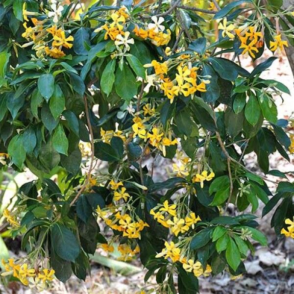 Hymenosporum flavour  Native Frangipani
