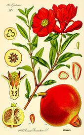 Punica grenatum nana - Dwarf Pomegranate