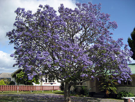Jacaranda mimosifolia - Jacaranda Tree