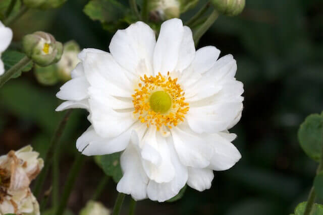 Anemone Japonica Double White