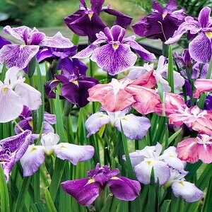 Iris ensata - Japanese Water Iris
