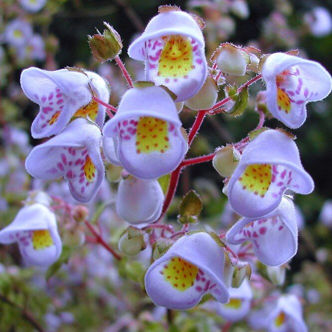 Jovellana violacea  Violet Teacup Flower