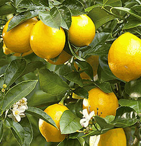 Citrus Limone Eureka