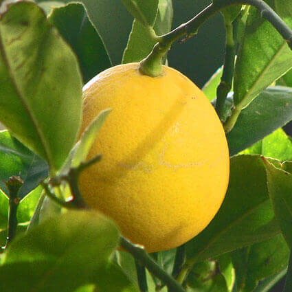 Citrus Limone Meyer