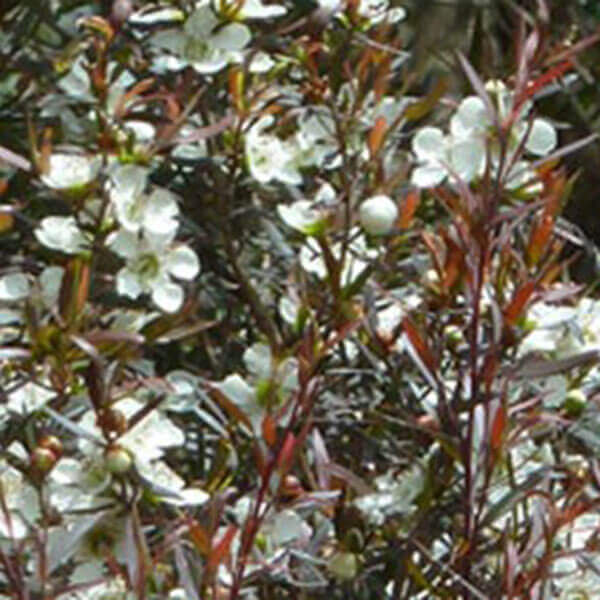 Leptospermum 'Copper Glow' Tea Tree - Hello Hello Plants