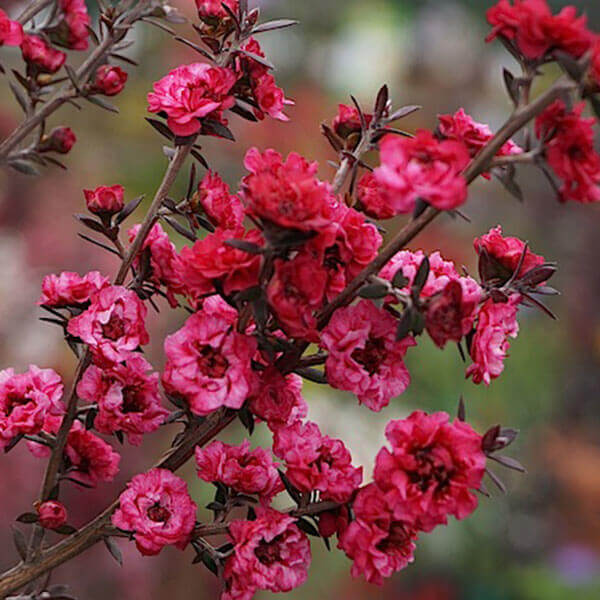 Leptospermum 'Copper Glow' Tea Tree - Hello Hello Plants