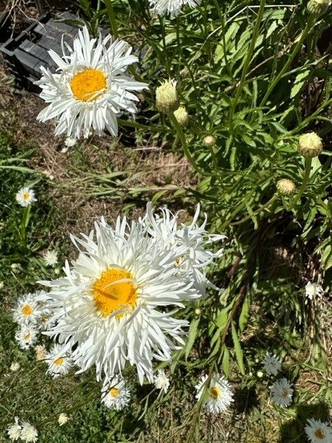 Leucanthemum  superbum   Shasta Daisy   Double
