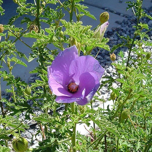 Alyogyne huegelii - Lilac Hibiscus