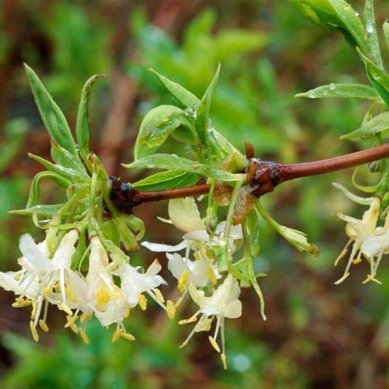 Lonicera fragrantissima - Sweetest Honeysuckle Shrub