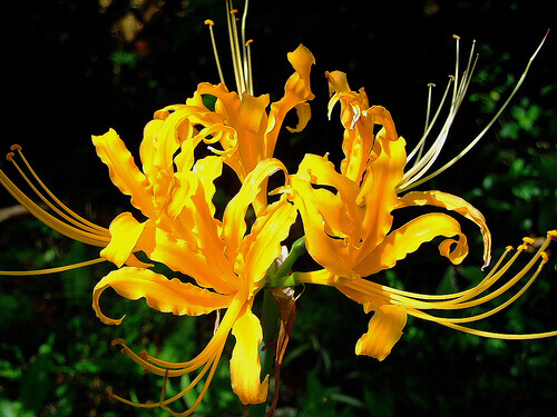Lycoris aurea - Golden/Yellow Spider Lily