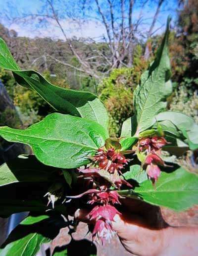 Lysteria formosana - False Sarsaparilla Plant