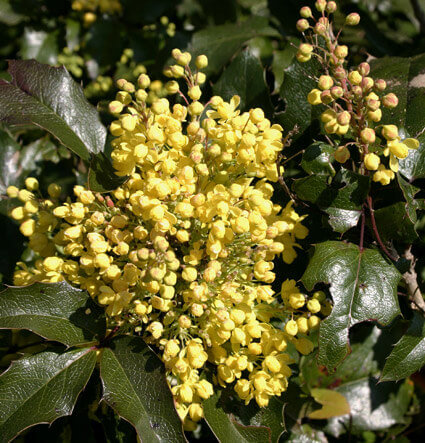 Mahonia Aquafolium 'Oregon Grape'