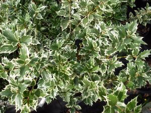 Osmanthus hetrophyllus 'variegatus'