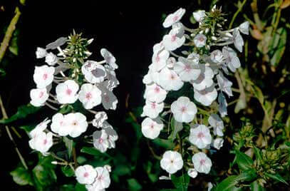 Phlox maculata Omega White