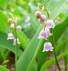 C. majalis var rosea - Pink Lily of The Valley