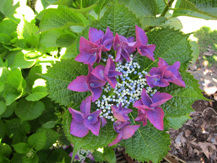 Image of Twilight Black Stem Hydrangea in a garden