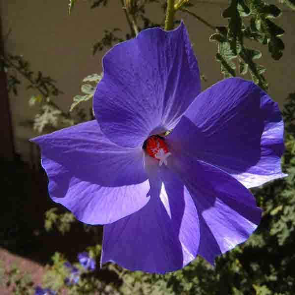 Alyogyne huegelii - Purple Hibiscus