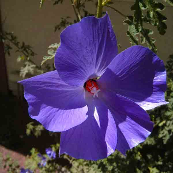 Alyogyne huegelii Purple Hibiscus White House Nursery