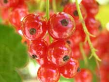 Ribes rubrum - Red Currant