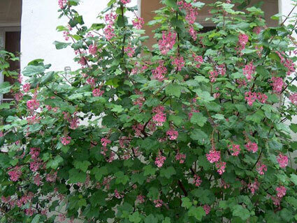 Ribes sanguineum pink - Flowering Currant Shrub