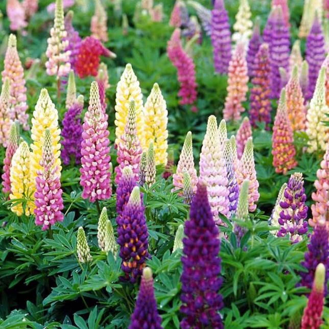 Russell Lupins Mixed