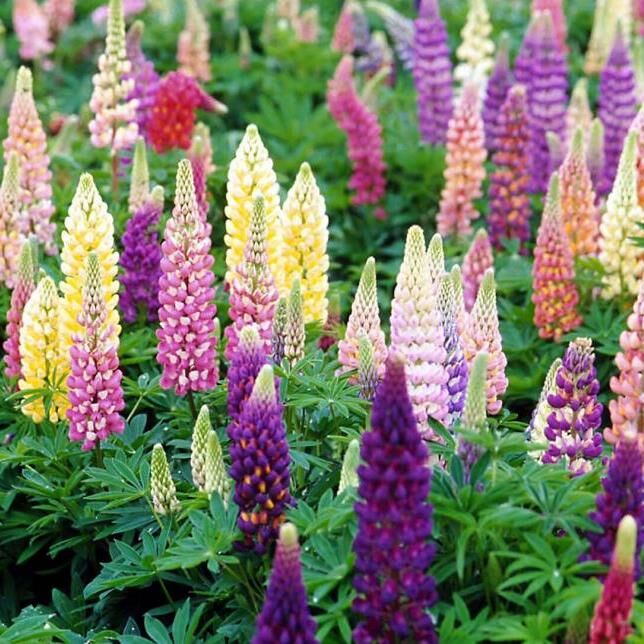 Russell Lupins Mixed | White House Nursery