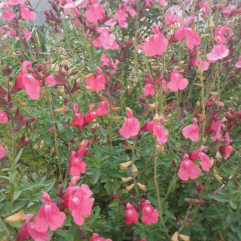 Salvia greggii Sierra Pink