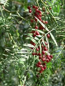 Schinus Molle - Peruvian Peppercorn Tree