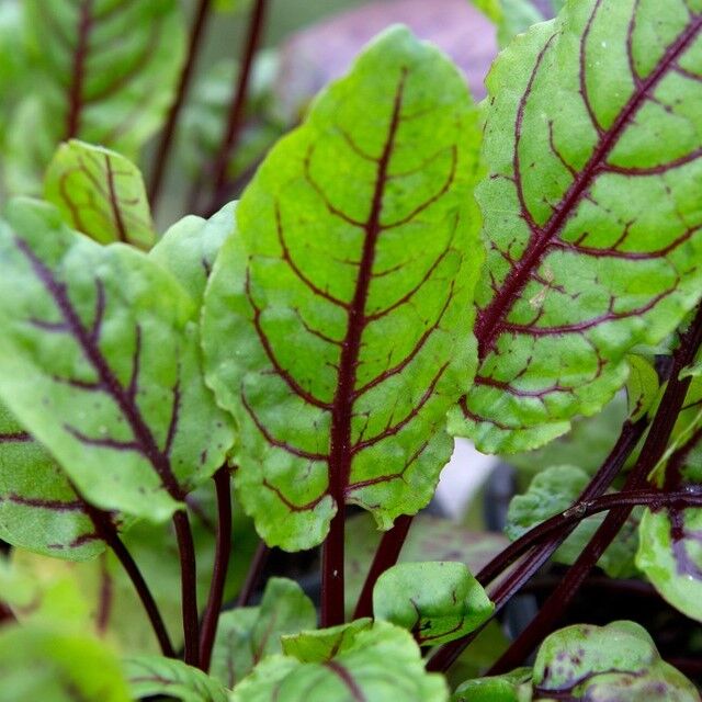 Sorrel  Rumex Sanguineus Herb
