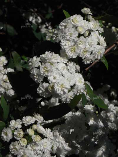 Spirea cantonensis 'Flore Pleno' - Double White May Bush