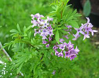 Syringa afghanica - Afghan Lilac