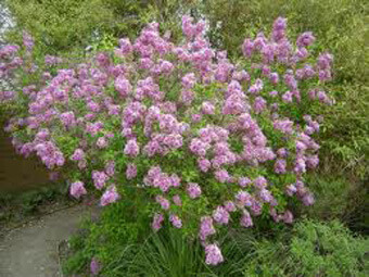 Syringa persica - Persian Lilac