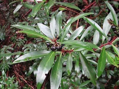 Tasmannia lanceolata - Tasmanian Pepper Bush