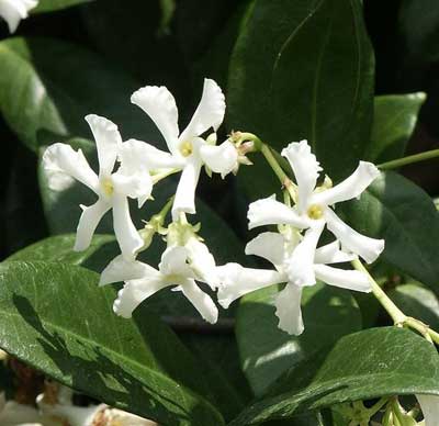 Trachelospermum jasinoides - Chinese Star Jasmine