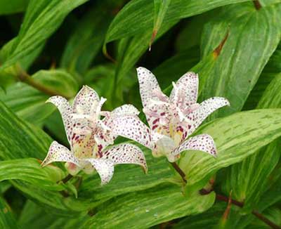 Tricyrtis Lactiflora - Variegated Toad Lily