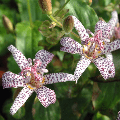 Tricyrtis formosana Stolonifera Group  Toad Lily