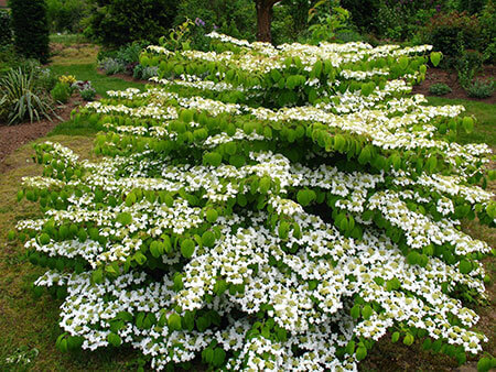 Viburnum mariesii discount