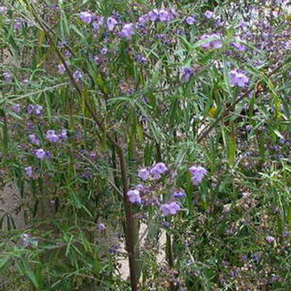 Westringia Purpurea - Narrow leaved Mintbush
