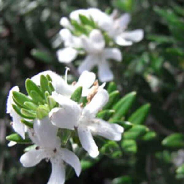 Westringia fruiticosa - Native Rosemary
