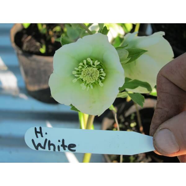 Hellebore White