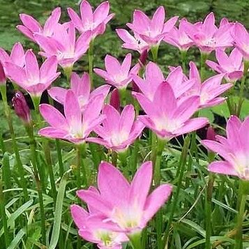 Zephranthes Grandiflora  Pink Rain Lily