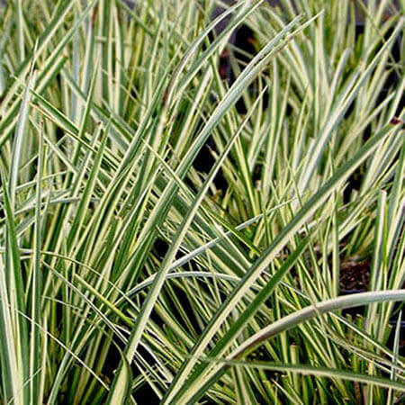 Acorus gramineus variegatus - Variegated Sweet Flag Grass